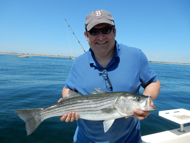 Striped bass caught on the Merrimack River